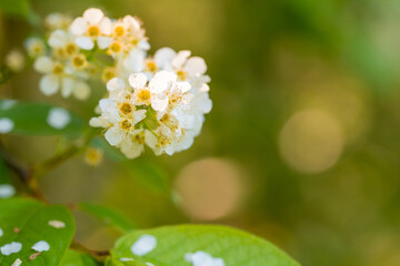 White cherry flowers on a sunny day