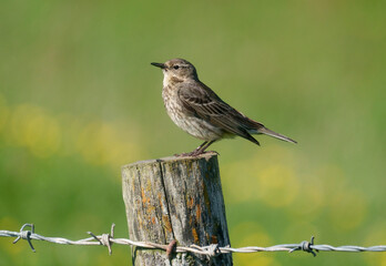 Rock pipit, Anthus petrosus