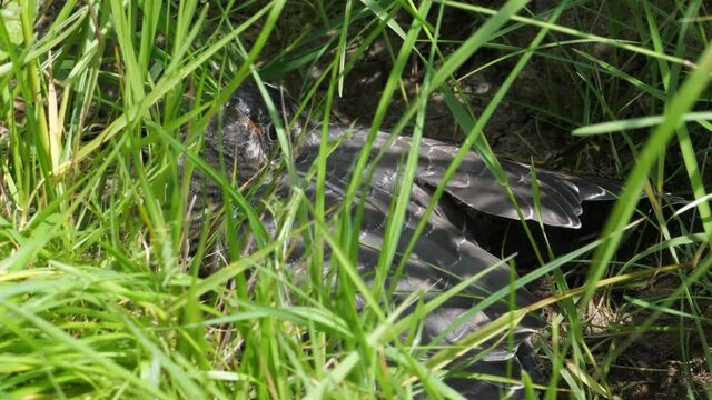 Junger Kuckuck (Cuculus canorus) der noch gef&uuml;ttert wird, duckt sich ins tiefen Gras