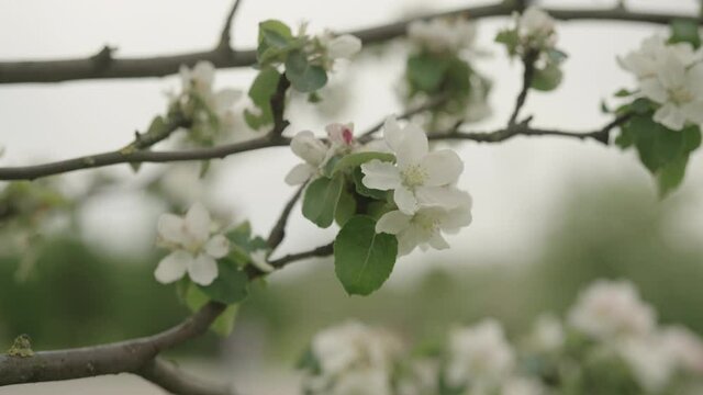 Slow motion gimbal shot of white apple flowers on a young tree closeup
