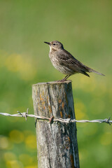 Rock pipit, Anthus petrosus