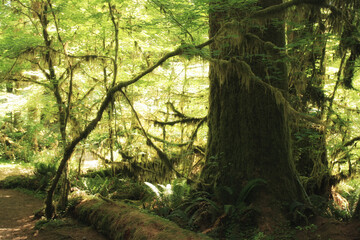 Fototapeta premium Hall of Moss in Hoh Rain Forest, Olympic park
