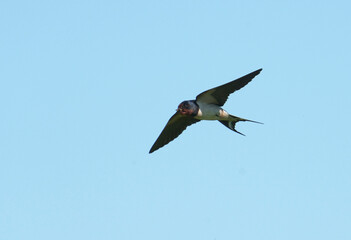 Swallow, Hirundo rustica