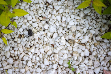many small stones of white and beige color