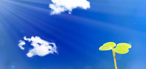 成長が期待される双葉（ベンチャー企業が将来大きく成長する、子供の成長などのイメージ）