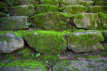 녹색, 이끼, 식물, 자연, 푸름