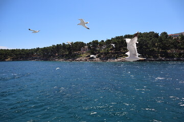 Seagulls fly over the sea against the background of blue sky and green pine trees, Croatian sea coast