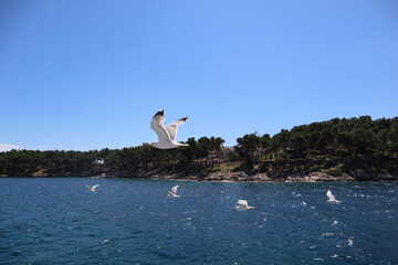 A flock of seagulls flies over the blue sea on a sunny summer day, sea coast of Croatia