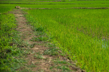 Selective focus on footpath beside baby green rice field for agricultural concept