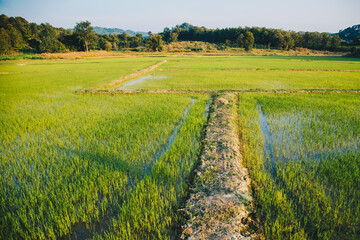 Selective focus on footpath beside baby green rice field for agricultural concept