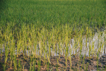 Obraz premium Small young rice sprout growing in the rice field with water for organic farm and agriculture
