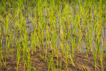 Small young rice sprout growing in the rice field with water for organic farm and agriculture