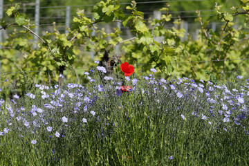 Coquelicot det fleurs dans les vignes © saxoph