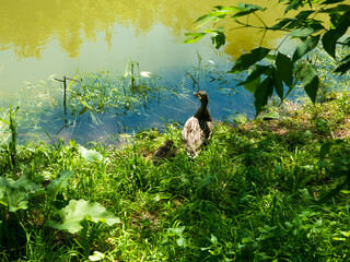 Duck with duckling hiding in the shade of a tree on the lake