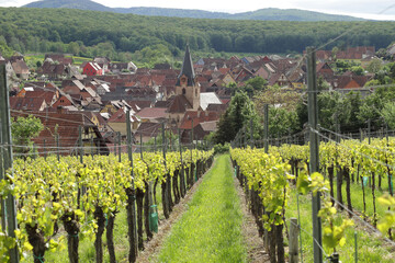 Fototapeta na wymiar Alsace - vignes