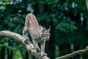 Eurasian lynx