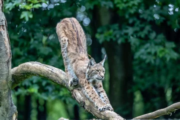 Gordijnen eurasion lynx © SR7 Photo