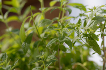 Obraz premium Close up of Aloysia plant, a genus of flowering plants in the verbena family, known generally as Beebrushes