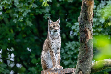 eurasian lynx