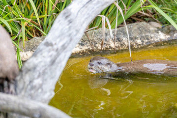 otter swimming