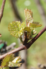 Vignes - Jeunes feuilles - vert débourrage - bourgeon