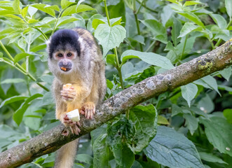 Obraz premium squirrel monkey