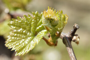 Vignes - Jeunes feuilles - vert débourrage - bourgeon