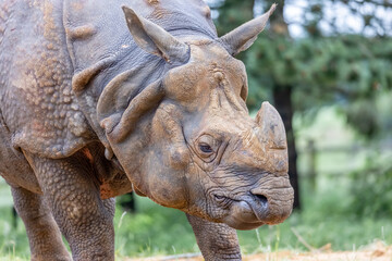 Fototapeta premium rhino in the sun