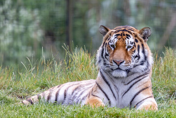 Obraz premium tiger in grass