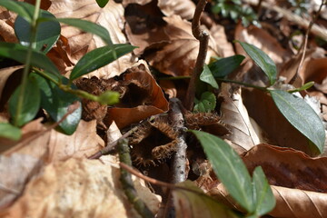 Wald, Blätter, Gras