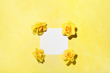 Beautiful daffodils and blank card on color background
