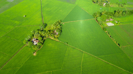 Tropical landscape with farmland and rice fields, aerial drone. Philippines, Mindanao. Rice fields...