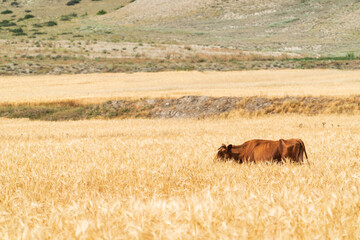 Single cow in wheat field