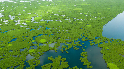 The surface of the lake with mangroves. Lake Baloi, Mindanao, Philippines. Top view of Tropical landscape with mangrove forest.