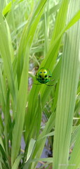 frog in the grass