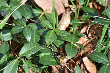 Wald, Blätter, Gras