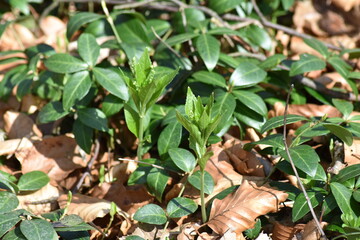 Wald, Blätter, Gras