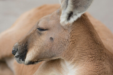 Portrait of a Red Kangaroo (Osphranter rufus), the largest of all kangaroos, resting on ground