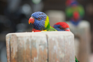 Portrait of a Rainbow lorikeet (Trichoglossus moluccanus) parrot, common along the eastern seaboard, from northern Queensland to South Australia, hidden behind wood