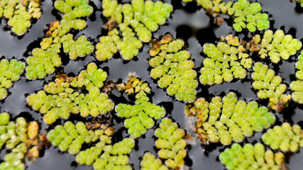 Mosquito fern or duckweed fern or fairy moss or water fern or Azolla in the garden pond. © Sudhakar