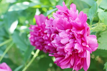 Obraz premium fluffy peony flower