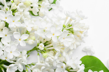 Beautiful lilac flowers on white background