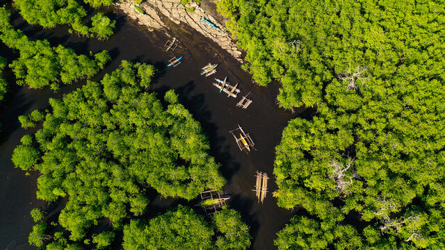 Tropical mangrove green tree forest view from above, trees, river. Mangrove landscape, Ecosystem and healthy environment concept. Mindanao, Philippines.