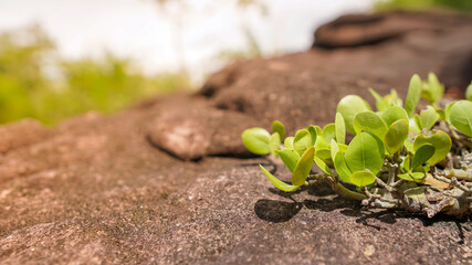new green leaf born on stone , green leaf ,nature stock photo,select focus.