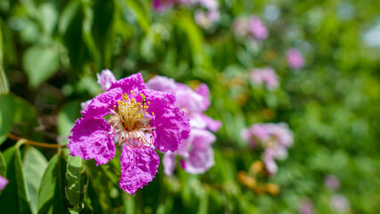 Obraz premium Queen's flower under the abstract background