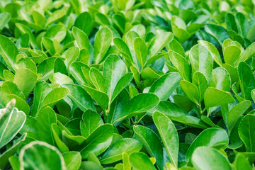 The bright green leaves of evergreen plant Japanese spindle or Euonymus japonicus shrub. The concept of landscape travel and scenic destinations.