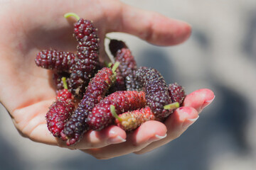 Hand full of Tibetan mulberry (Morus macroura) also known as the Long Mulberry. Golan Heights. 