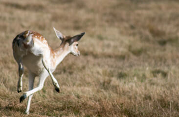 Naklejka na ściany i meble impala antelope in kruger national park