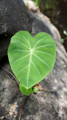 new green leaf born on stone , green leaf ,nature stock photo,select focus.