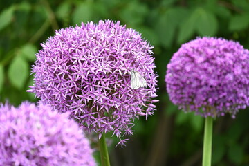 Allium mit Weißling